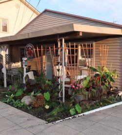 Hibiscus house 1